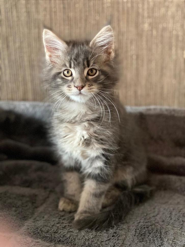 MAINE COON XXL, Dieren en Toebehoren, Katten en Kittens | Raskatten | Langhaar, Meerdere dieren, 0 tot 2 jaar, Ontwormd, Ingeënt