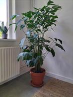 Kamerplant Caryota Mitis met terracotta pot, Ophalen, 100 tot 150 cm, Overige soorten, Halfschaduw