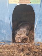 Lieve grote zeug, Dieren en Toebehoren, Schapen, Geiten en Varkens, Vrouwelijk, Varken