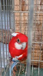 Opaline rosella, Meerdere dieren, Parkiet