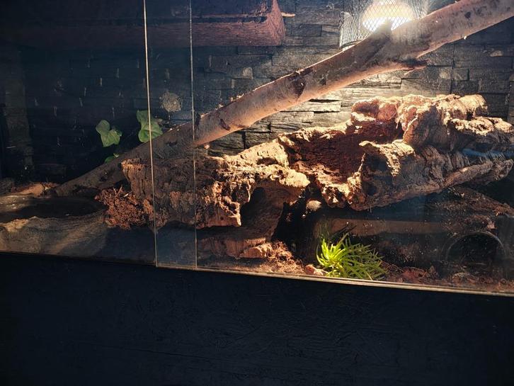 Black pastel het pied vrouw ballpython koningspython