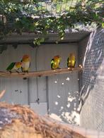 Witbuikcaique, Dieren en Toebehoren, Vogels | Parkieten en Papegaaien, Mannelijk, Papegaai, Geringd