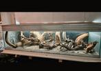 Te koop mooi groot aquarium...., Dieren en Toebehoren