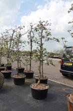 Heerlijke 18-jarige Hollandse Wellant appelbomen in Z-H