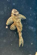 2x king tiger pleco L333 (zie fotos), Dieren en Toebehoren, Vissen | Aquariumvissen, Vis