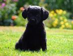 Lieve Golden Retriever x Markiesje x pups  (kleinblijvend), Nederland, Overige rassen, 8 tot 15 weken, CDV (hondenziekte)