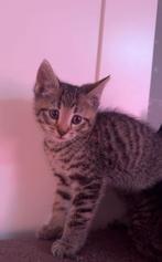 Half bengaal half cyperse kittens, Dieren en Toebehoren, Kater
