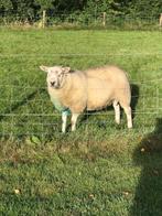 Swifter Ram, Dieren en Toebehoren, Schapen, Geiten en Varkens, Mannelijk, Schaap