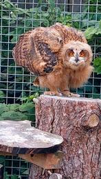 Europese oehoe, Dieren en Toebehoren, Vogels | Overige Vogels, Meerdere dieren, Roofvogel