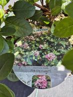 Escallonia 'Pink Elle', Overige soorten, Vaste plant, Ophalen of Verzenden, Halfschaduw