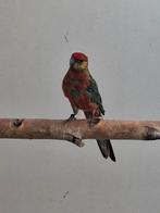 Te koop div parkieten en diamantduif, Dieren en Toebehoren, Vogels | Overige Vogels, Meerdere dieren