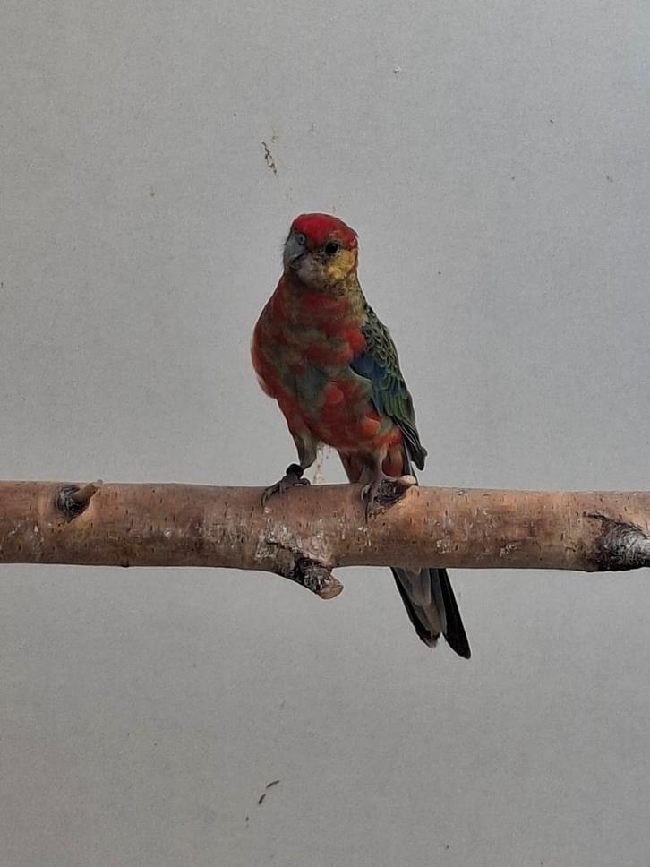 Te koop div parkieten en diamantduif, Dieren en Toebehoren, Vogels | Overige Vogels, Meerdere dieren