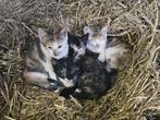 Boerderij Kittens, Dieren en Toebehoren, Katten en Kittens | Raskatten | Korthaar, Meerdere dieren, 0 tot 2 jaar