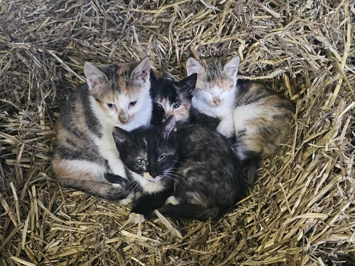 Boerderij Kittens, Dieren en Toebehoren, Katten en Kittens | Raskatten | Korthaar, Meerdere dieren, 0 tot 2 jaar