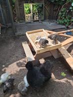 Zijdehoen hanen, Dieren en Toebehoren, Pluimvee, Mannelijk, Kip