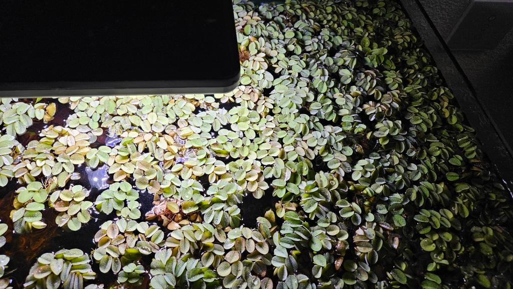 Salvinia drijfplant aquarium, Dieren en Toebehoren, Ophalen, Plant(en), Steen of Hout