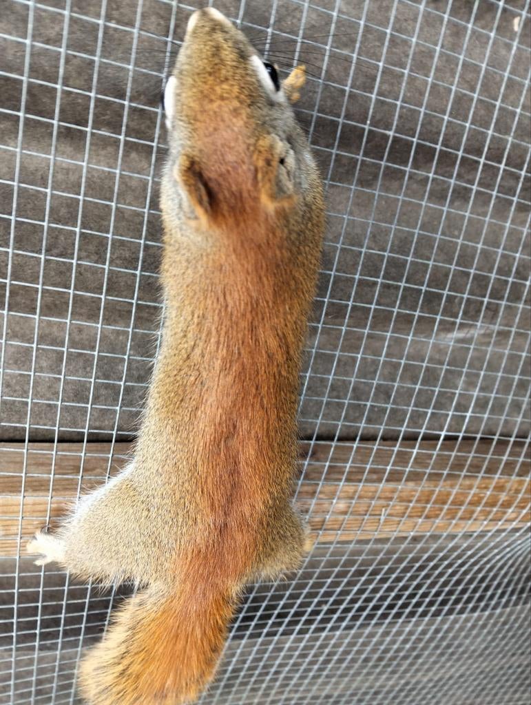 Hudson eekhoorn (gezocht), Dieren en Toebehoren, Geslacht onbekend, Mei, Overige typen, Tam