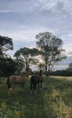 Gezocht: land, weiland, Dieren en Toebehoren, Weidegang, 2 of 3 paarden of pony's