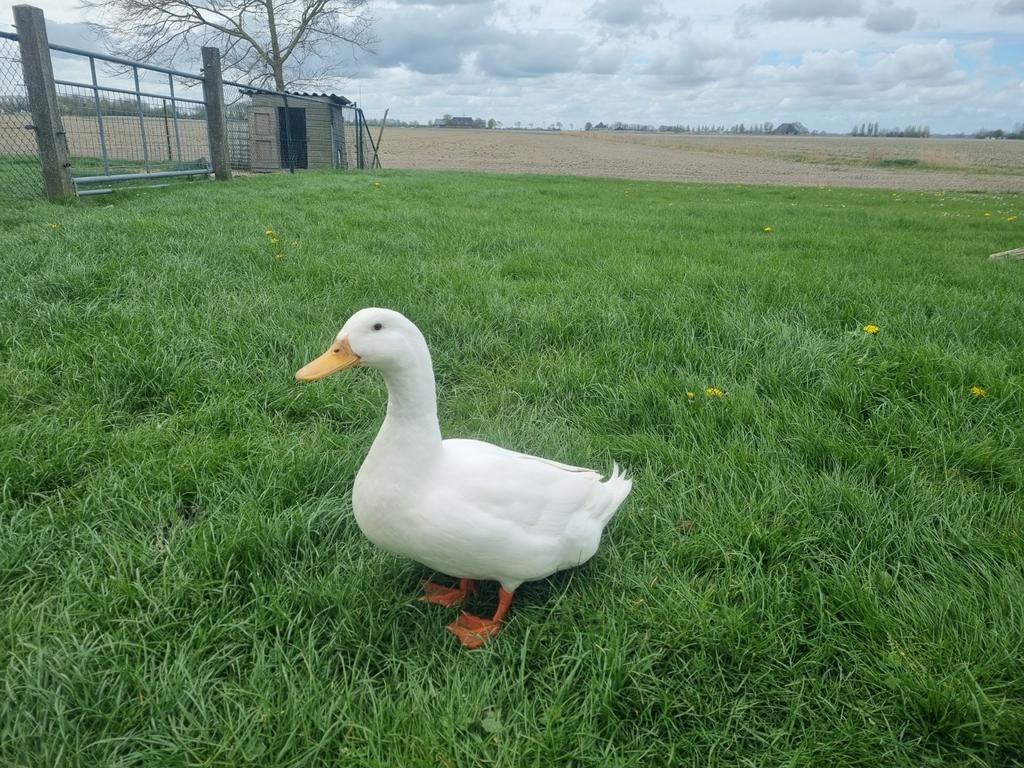 Mannetje peking eend, Dieren en Toebehoren, Pluimvee, Mannelijk