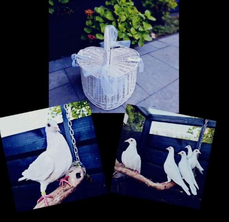 Bruidsduiven te huur!, Meerdere dieren, Postduif
