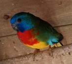 Gevraagd splendid wildkleur man of pop, Dieren en Toebehoren, Vogels | Parkieten en Papegaaien, Meerdere dieren, Parkiet