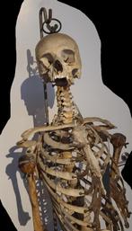 Schedel - Skelet, Ophalen of Verzenden, Gebruikt
