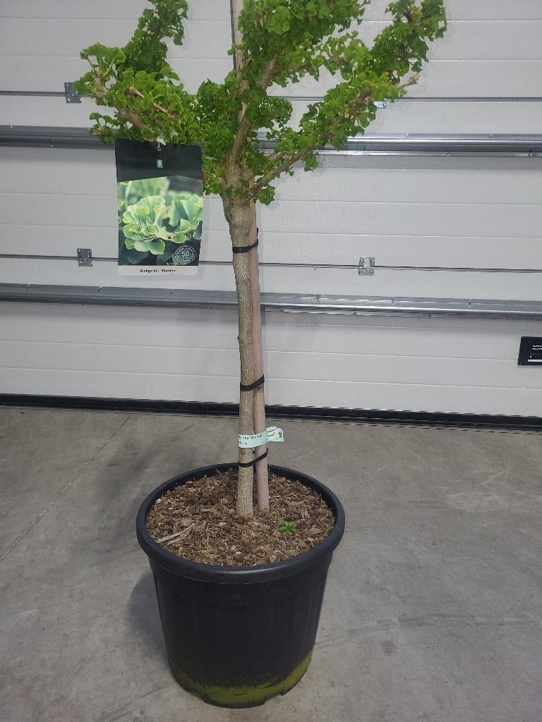 Ginkgo biloba Mariken op stam, Bloeit niet, Overige soorten, 100 tot 250 cm, Ophalen