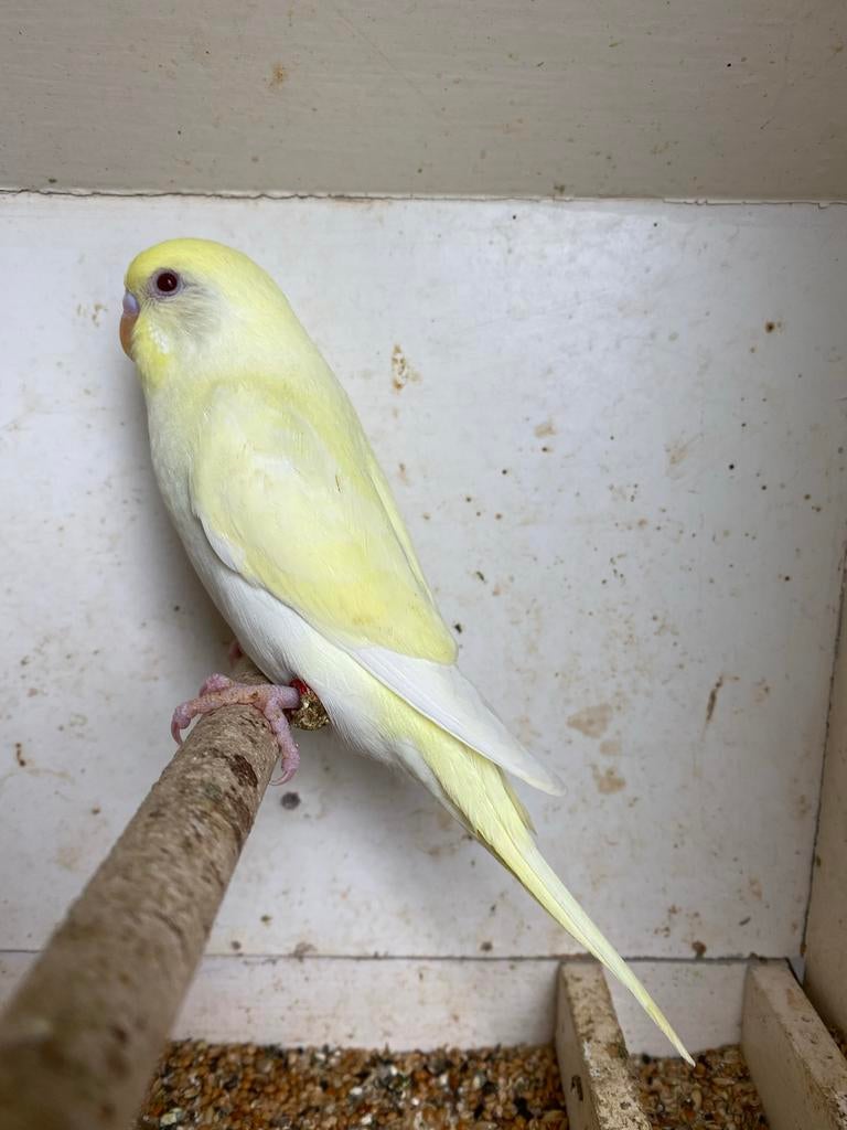 Jonge grasparkiet, Dieren en Toebehoren, Vogels | Parkieten en Papegaaien, Geslacht onbekend, Parkiet, Tam