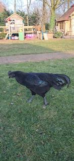 Ayam Cemani haan, Dieren en Toebehoren, Pluimvee, Mannelijk, Kip