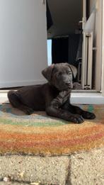 Labrador mix Pup, Parvo, Overige rassen, 8 tot 15 weken, Teef