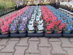Boeren hortensia's! Wit, roze, rood en blauw nu €5,95 pst, Ophalen of Verzenden, Hortensia, Struik, Minder dan 100 cm