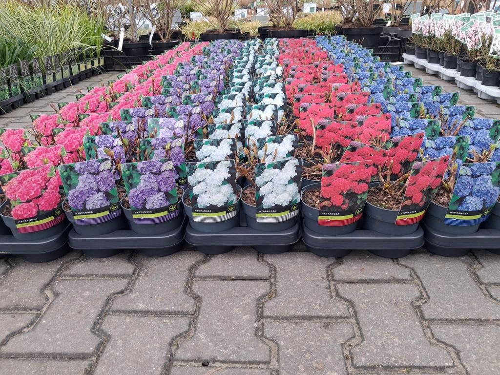Boeren hortensia's! Wit, roze, rood en blauw nu €5,95 pst, Tuin en Terras, Planten | Struiken en Hagen, Struik, Hortensia, Minder dan 100 cm
