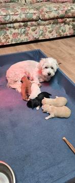 Boomer pups, 8 tot 15 weken, Meerdere, Meerdere dieren, Klein