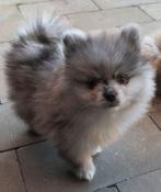 Prachtige raszuivere pomeranian/pomeriaan pups, Parvo, Keeshond, 8 tot 15 weken, Meerdere