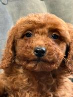 Labradoodle Mini, Parvo, Nederland, Overige rassen, 8 tot 15 weken