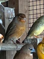 Kanarie man uit 2025, Dieren en Toebehoren, Mannelijk, Kleurkanarie