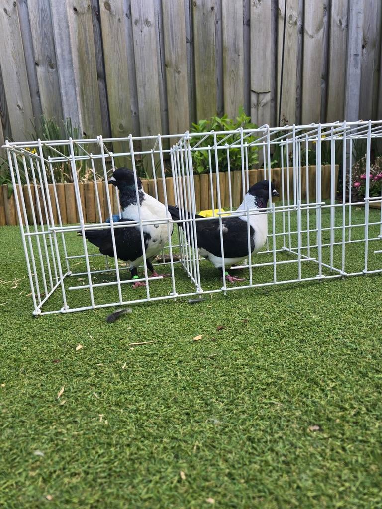 Ik zal verkopen, Vrouwelijk