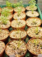 Super zeldzaam Werneria pygmaea en Filago pygmaea, Tuin en Terras, Ophalen of Verzenden, Zomer, Overige soorten, Volle zon