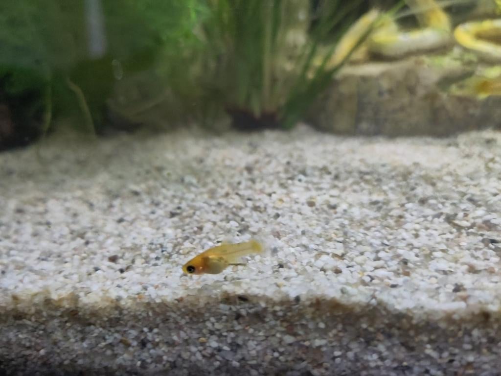 Jonge mollies ️, Dieren en Toebehoren, Vis