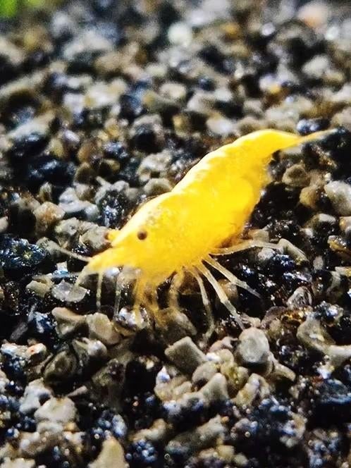 Citroengarnalen, Neocaridina Heteropoda Yellow., Dieren en Toebehoren, Kreeft, Krab of Garnaal, Zoetwatervis, Schoolvis