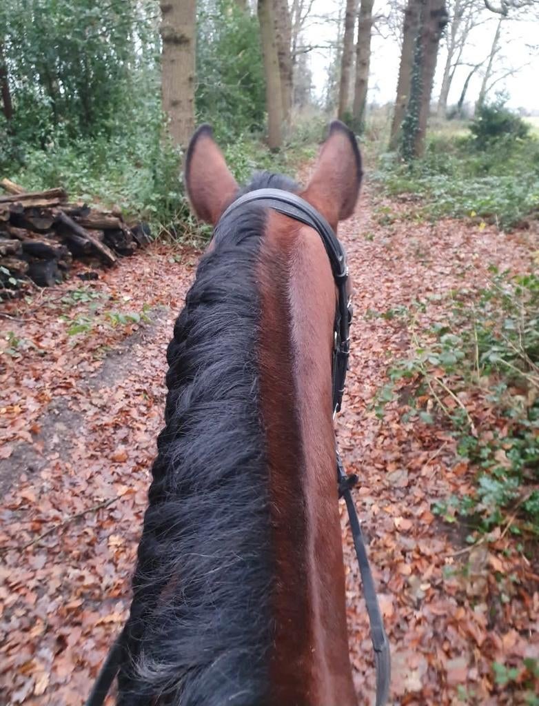 Braaf verzorgpaard aangeboden, Weidegang