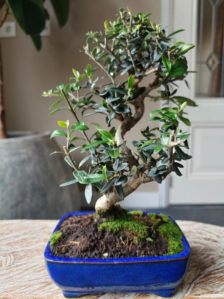Olea Europaea 'Olijf' Bonsai, Volle zon, Bloeit niet, Minder dan 100 cm, Overige soorten