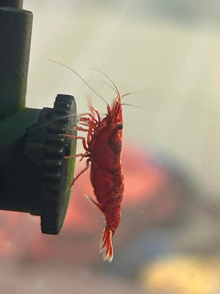 Bloody mary garnalen €10 euro voor 10 stuks, Kreeft, Krab of Garnaal