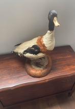 Opgezette grote eend, Ophalen, Zo goed als nieuw, Vogel, Opgezet dier