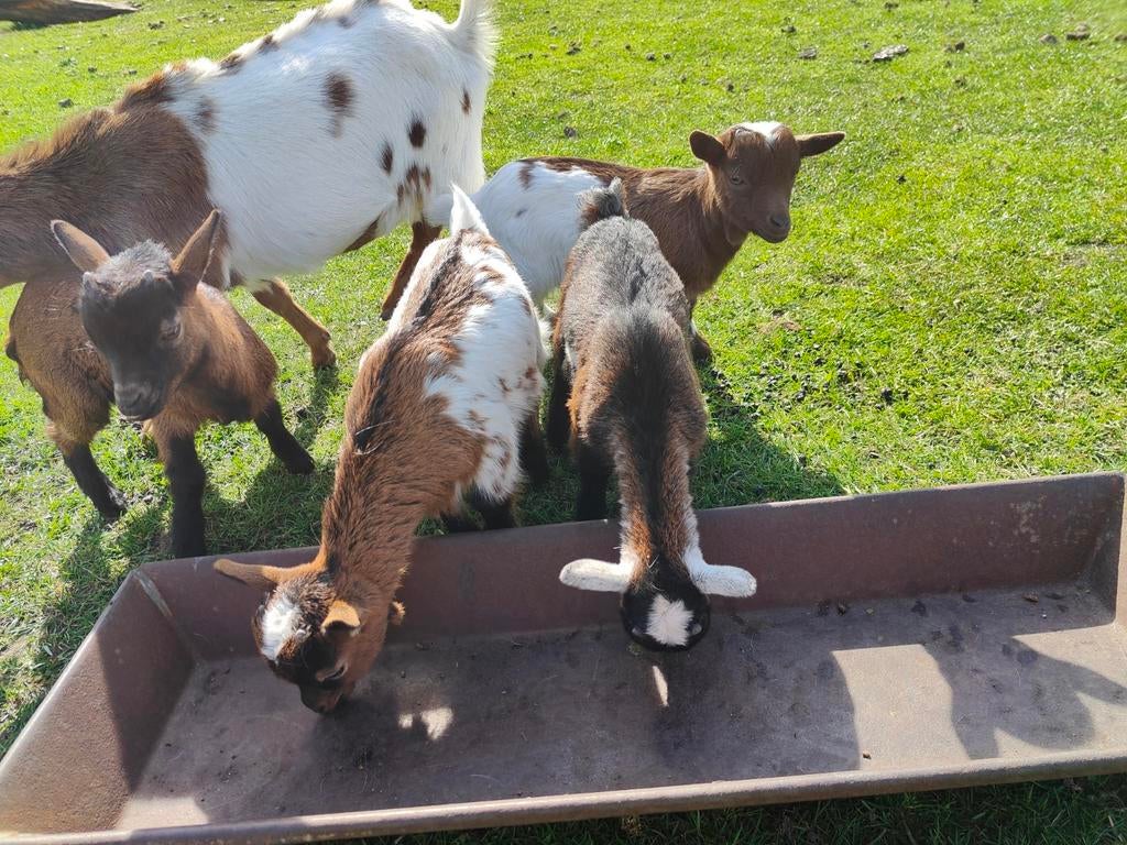 Bokjes te koop, Dieren en Toebehoren, Schapen, Geiten en Varkens, Mannelijk, Geit