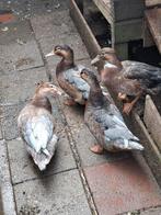 4 Eenden, Muskuseend, Sakseneend, Dieren en Toebehoren, Vrouwelijk, Eend