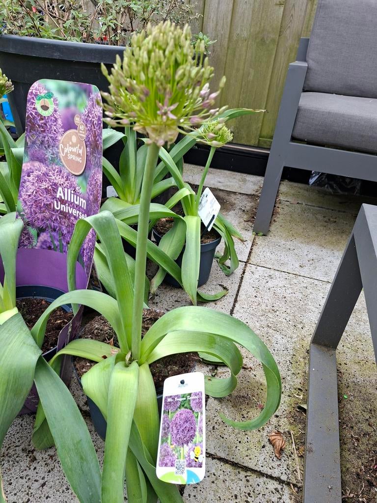 Allium 'Universe' - Grote sierui voor uw tuin, Ophalen of Verzenden