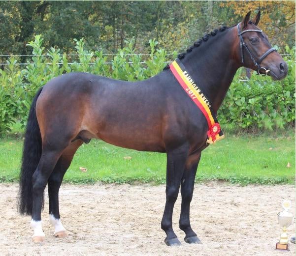 New Forest Dekhengs Samba Boy ter dekking, Hengst