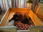 puppy's te koop, Parvo, 8 tot 15 weken, Labrador retriever, Meerdere