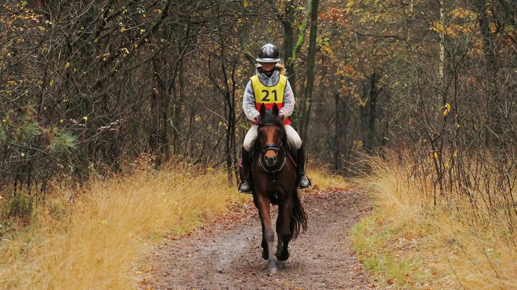 Arabische volbloed ruin uit 2015 en NMPRS ruin, Dieren en Toebehoren, Minder dan 160 cm, Ruin, 11 jaar of ouder, Recreatiepaard